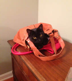 A black cat resting inside a purse atop a dresser