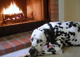 Dalmatian resting in front of a fireplace