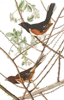 A watercolor painting of two Towhee Buntings perched on twigs